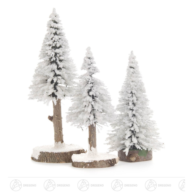 Fichte weiß, 12-16cm (3)